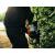 Echo HCR-165ES Petrol Hedge Trimmer 21.2cc 64cm - view 4